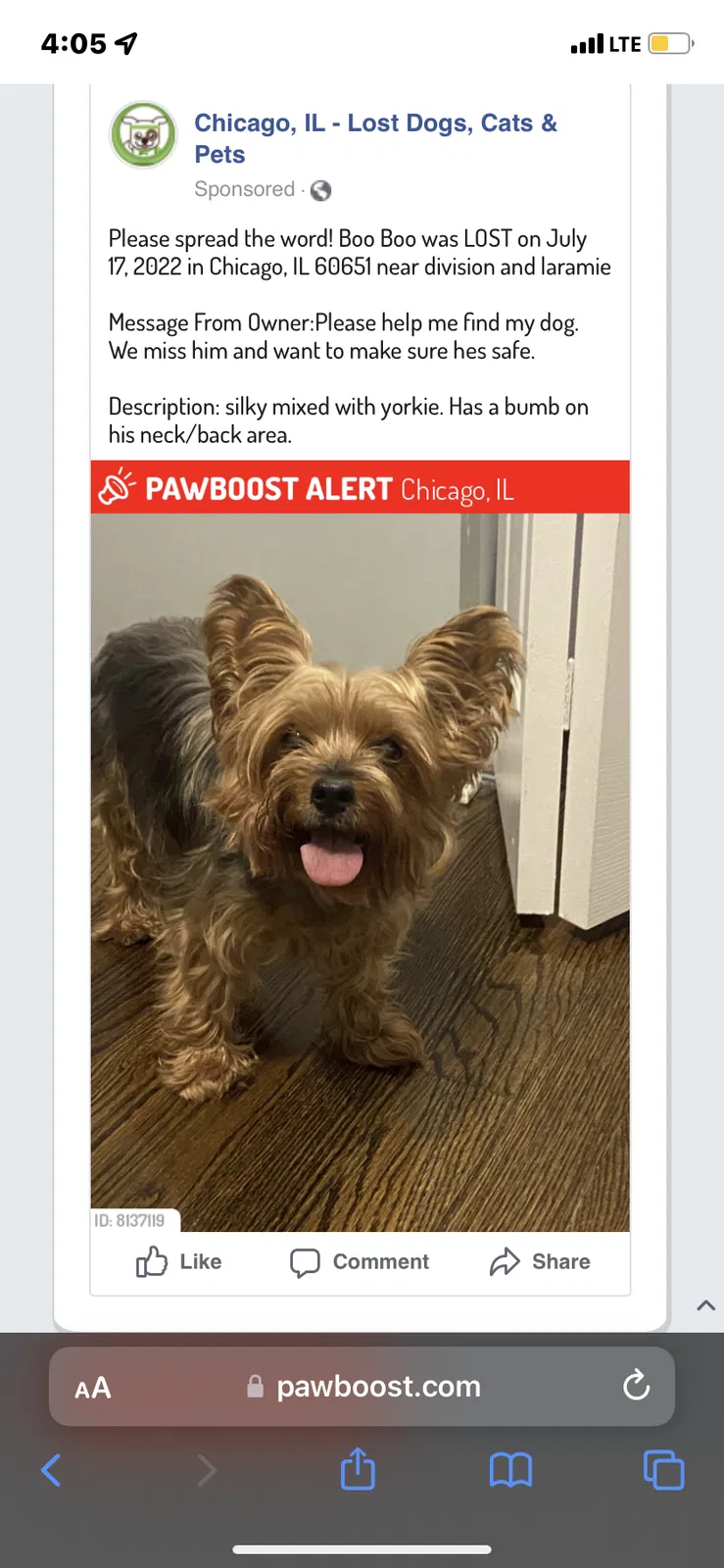 Lost dog in Chicago, IL, 60651