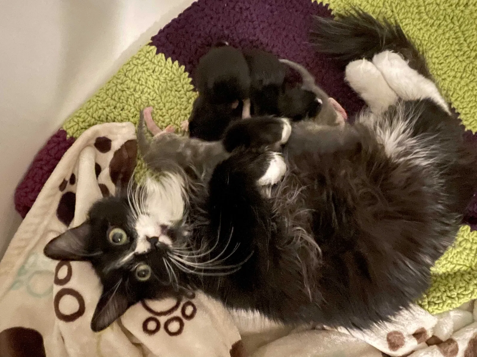 Lost cat in Green Bay, WI, 54311
