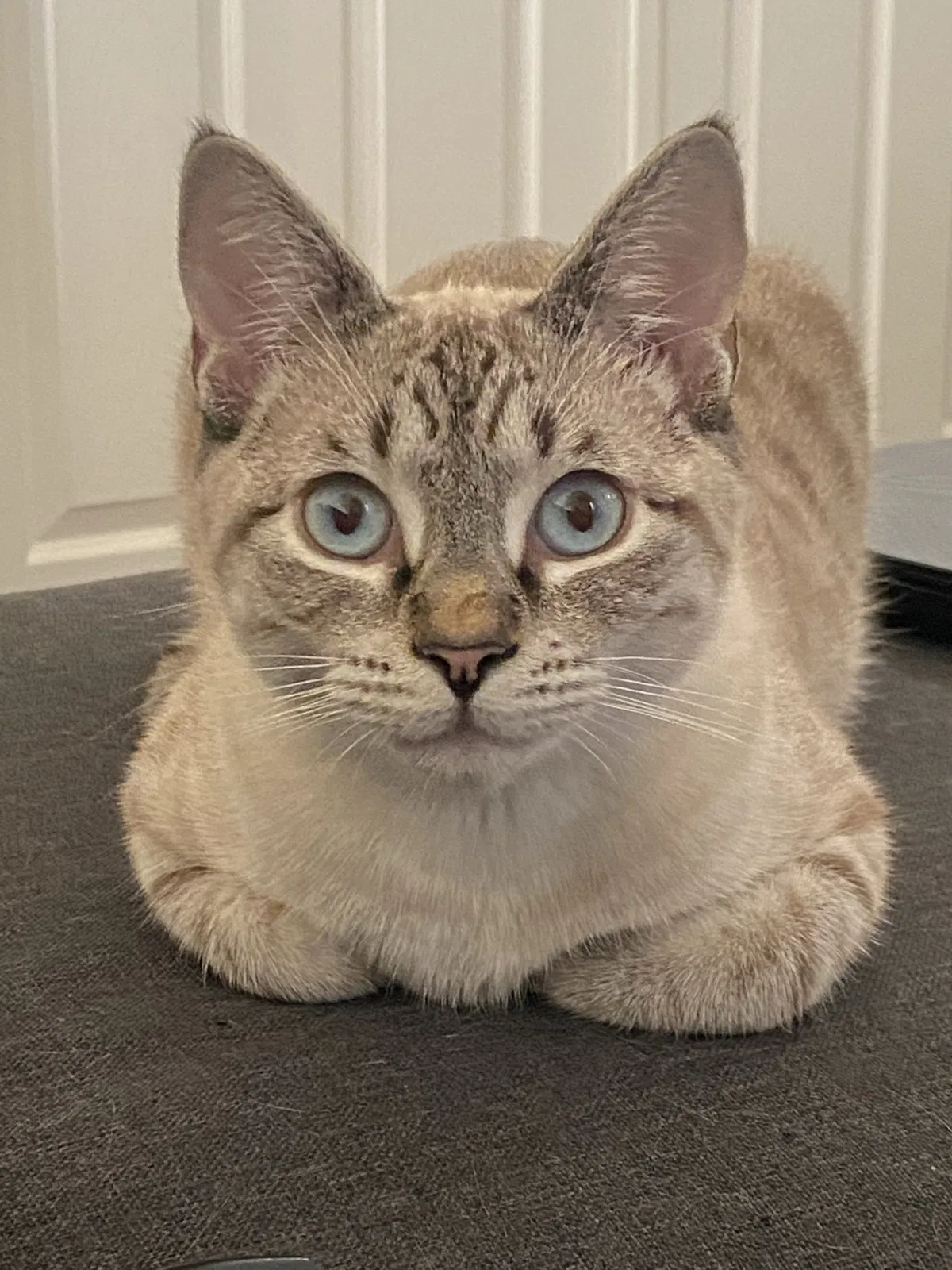 Lost cat in North Las Vegas, NV, 89031