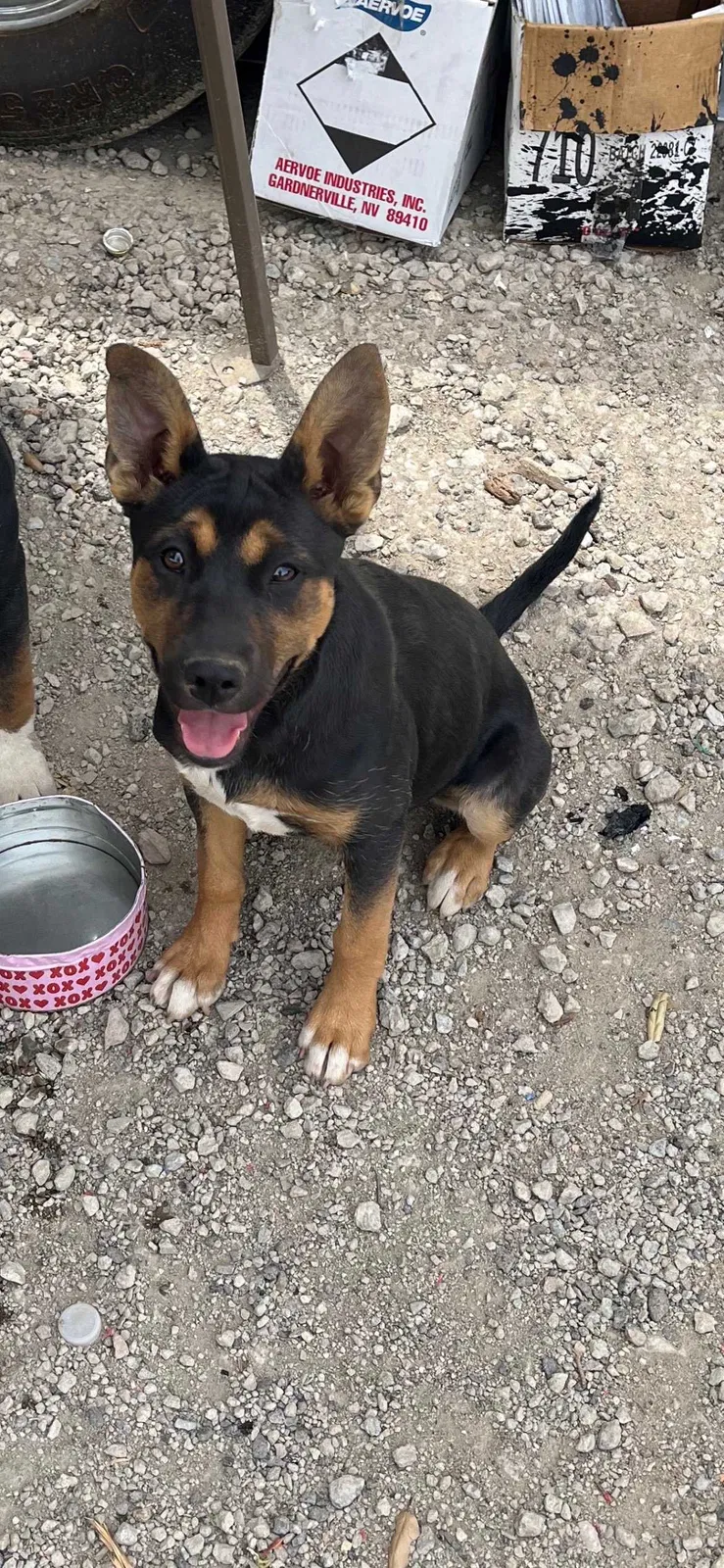 Lost dog in Escondido, CA, 92025