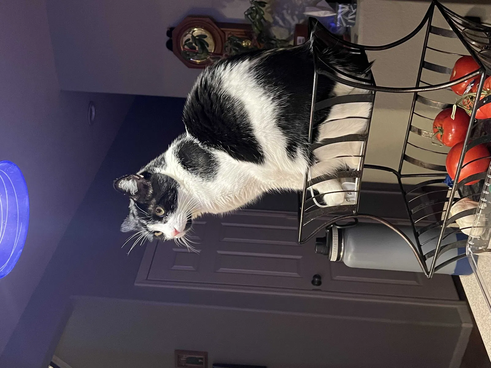 Lost cat in Aurora, CO, 80018