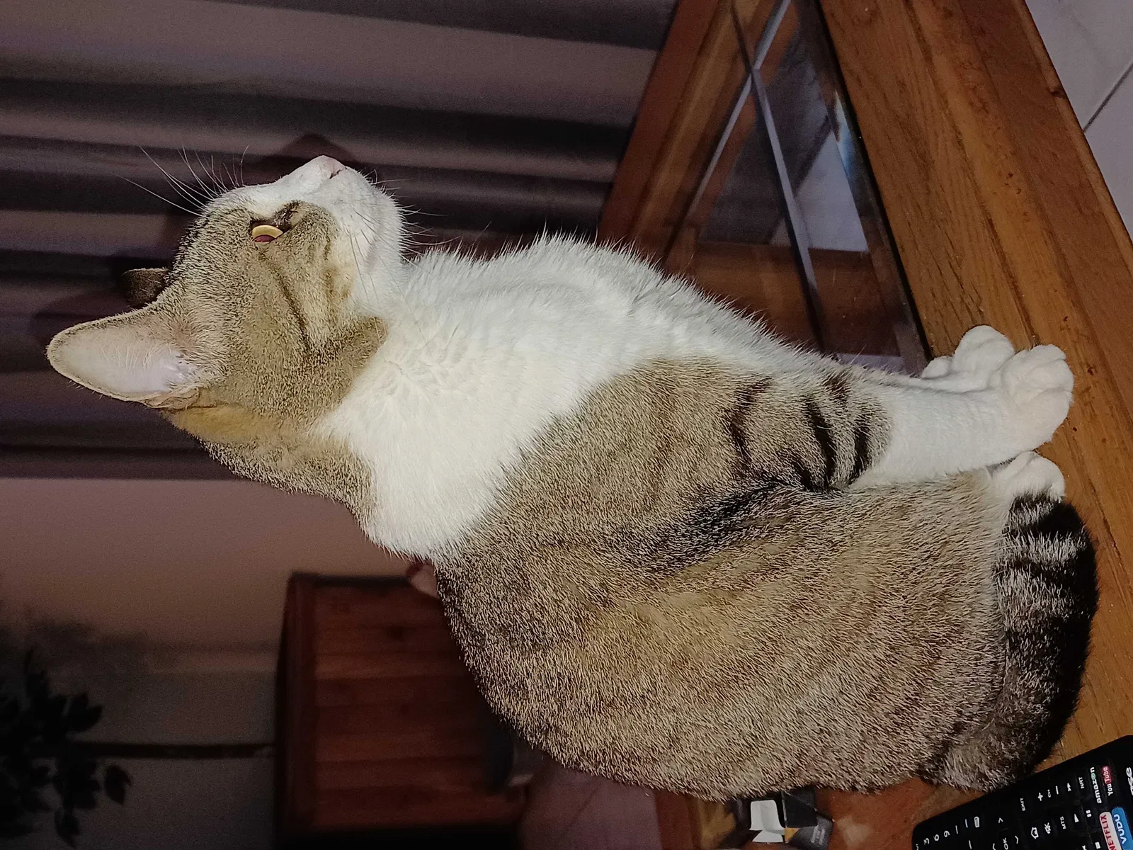 Lost cat in Fort Lauderdale, FL, 33309