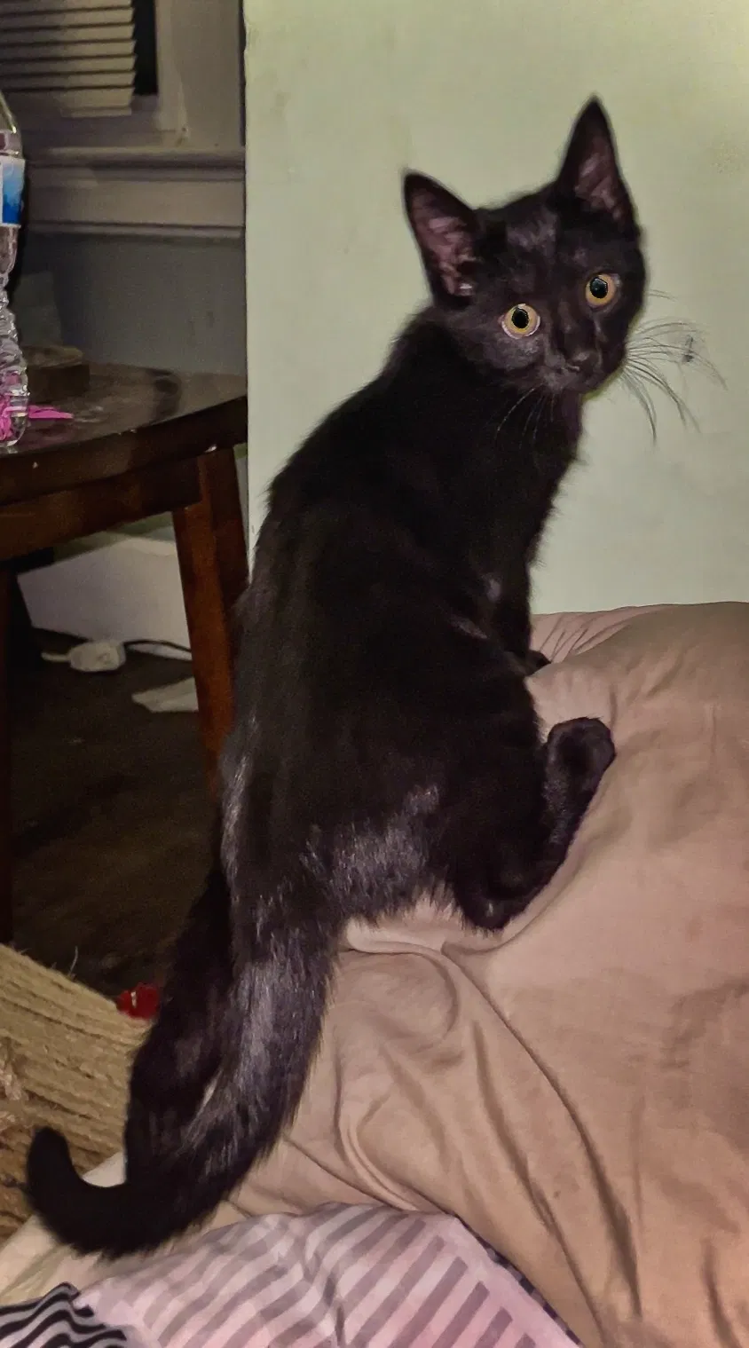 Lost cat in Cincinnati, OH, 45251