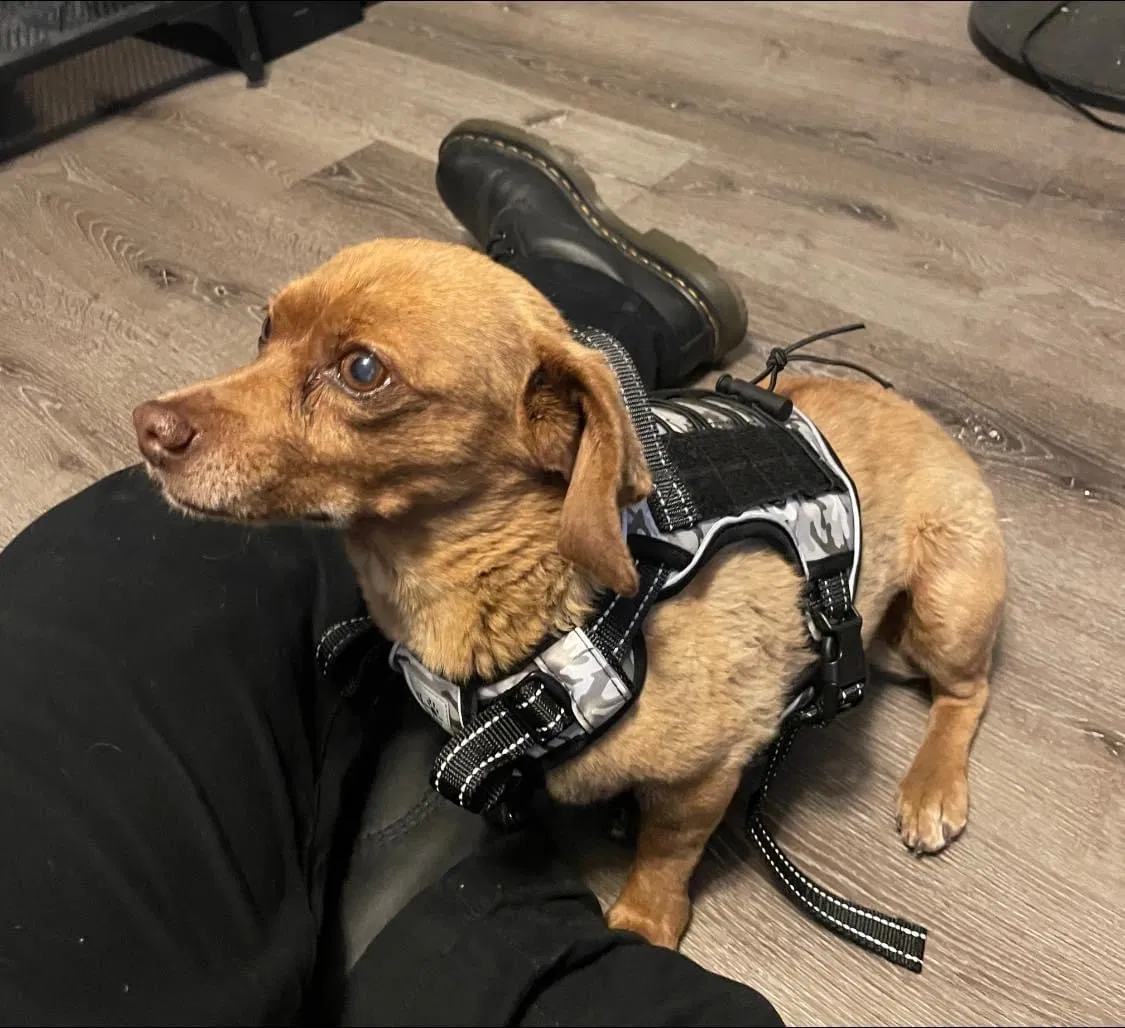 Lost dog in Fontana, CA, 92335