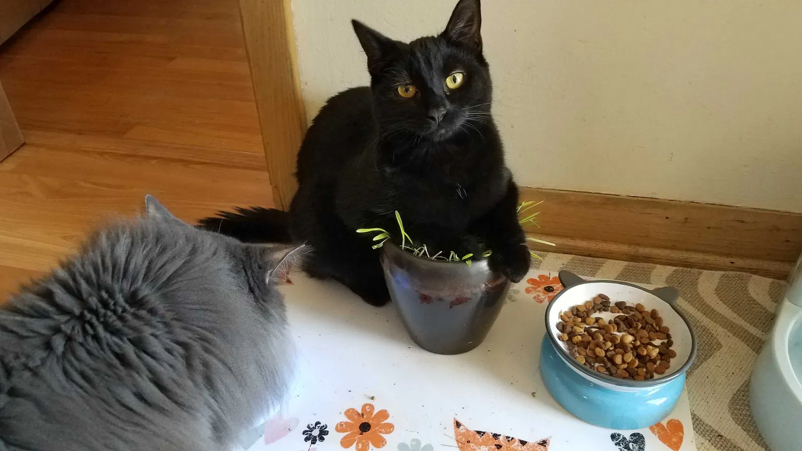 Lost cat in Chicago, IL, 60646