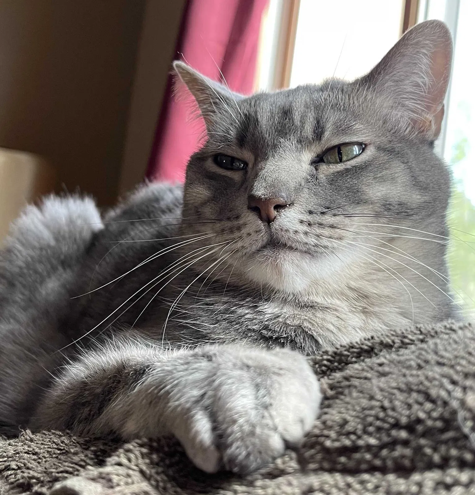 Lost cat in Tijeras, NM, 87059