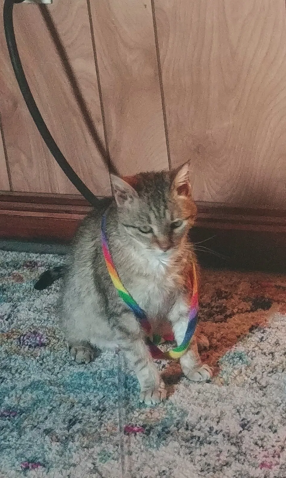 Lost cat in Kaplan, LA, 70548