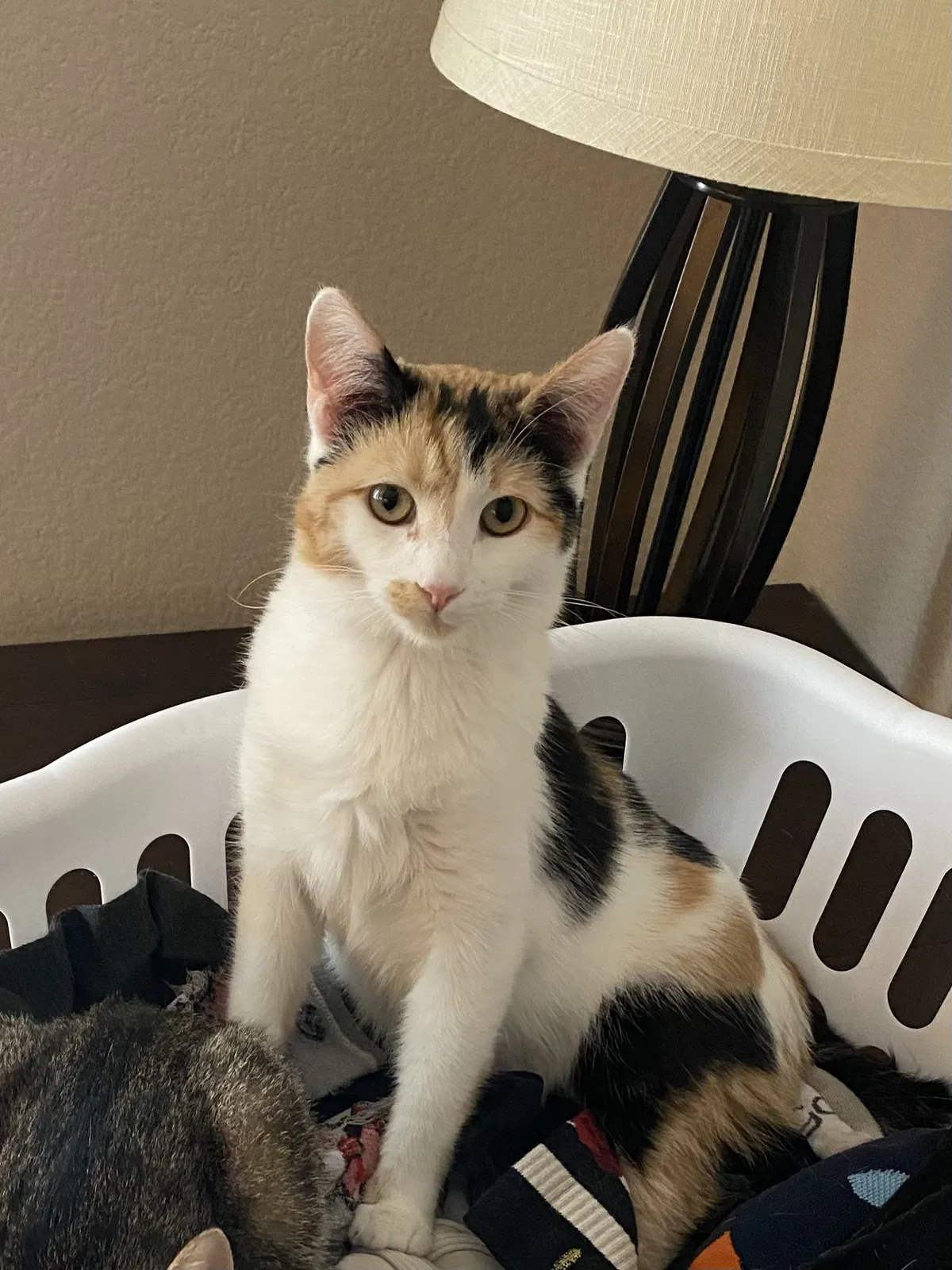 Lost cat in San Diego, CA, 92126