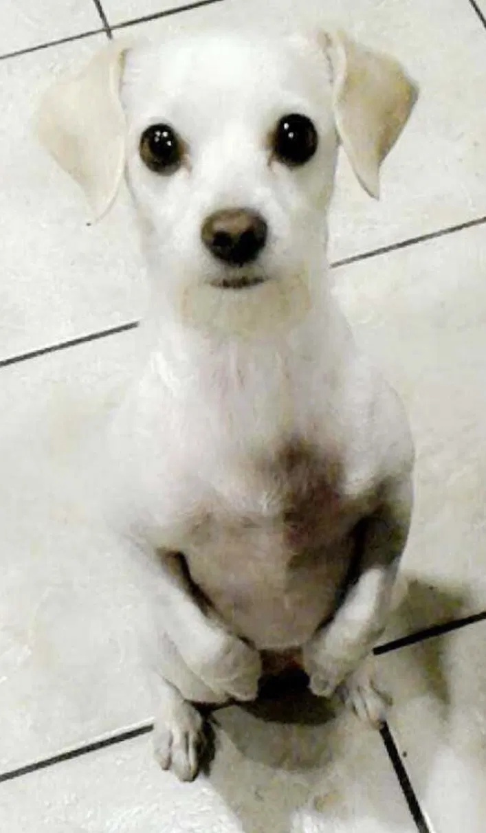 Lost dog in Las Vegas, NV, 89104
