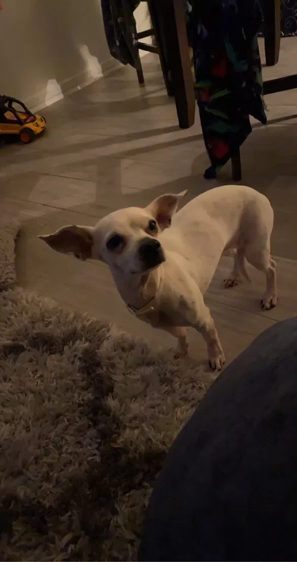 Lost dog in Alamo, TX, 78516