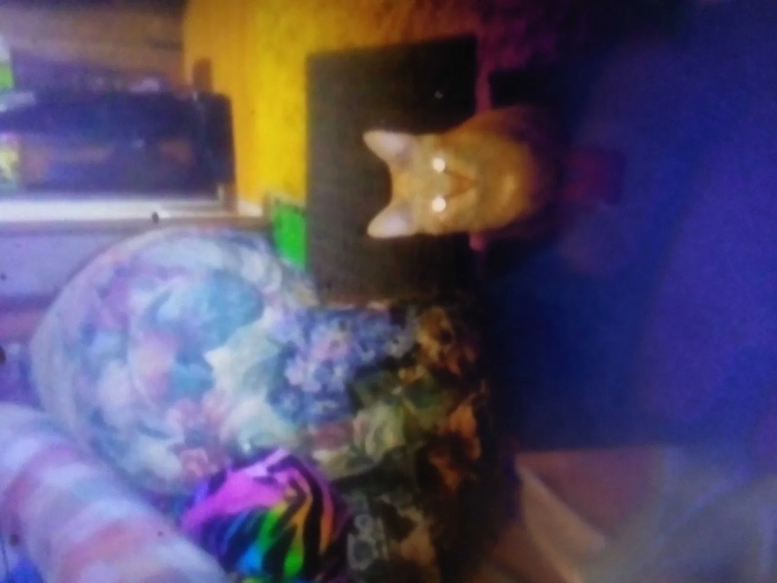 Lost cat in Taylorsville, KY, 40071