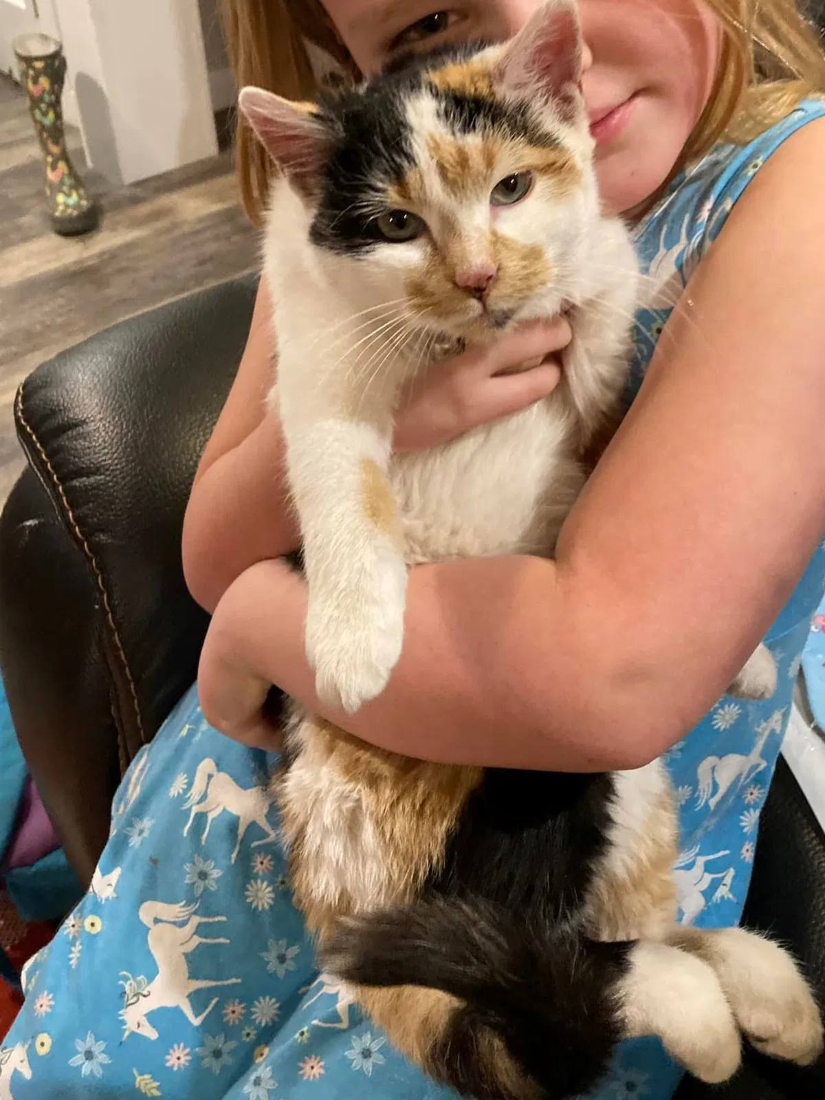 Lost cat in Nampa, ID, 83686
