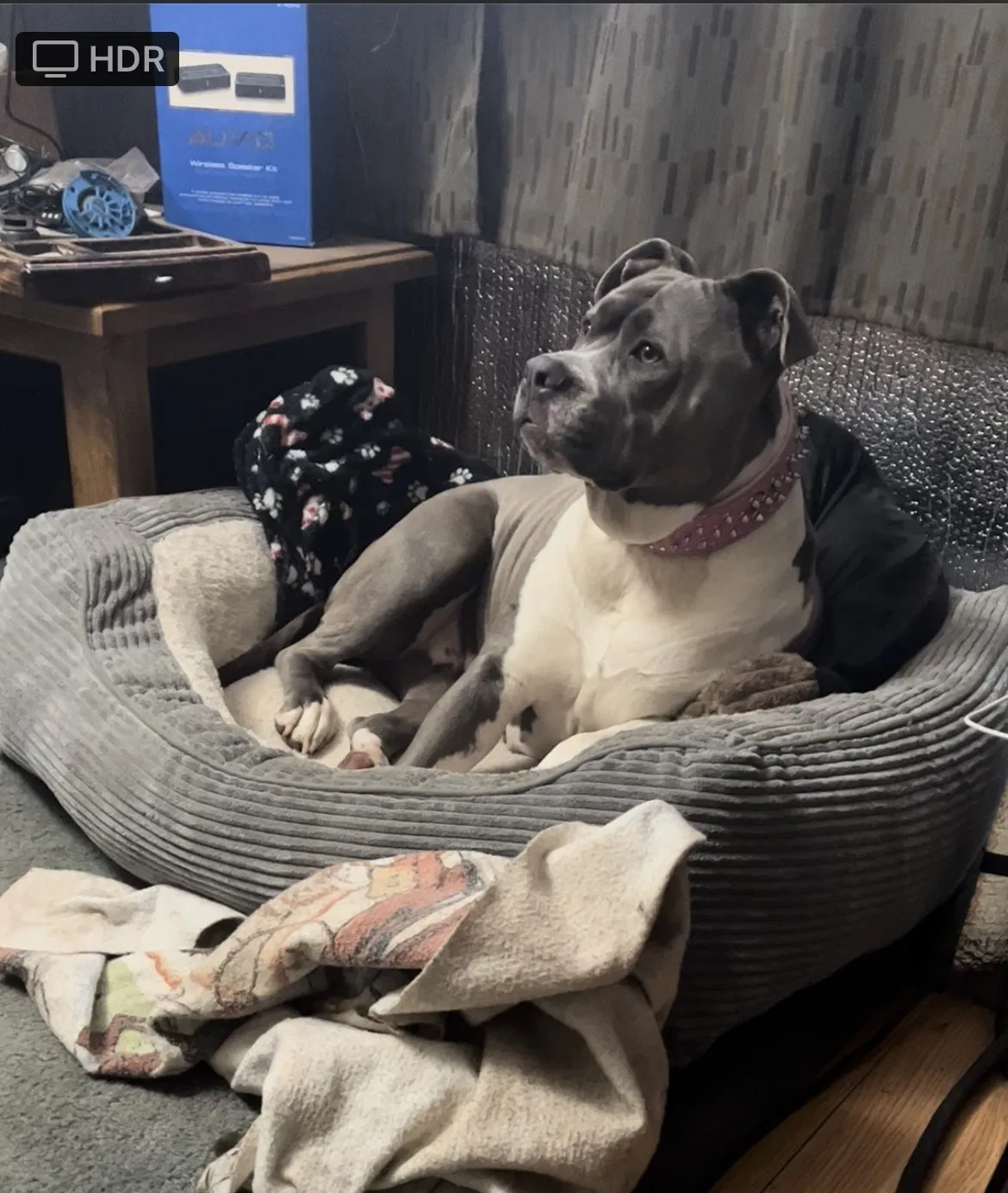 Lost dog in Ukiah, CA, 95482
