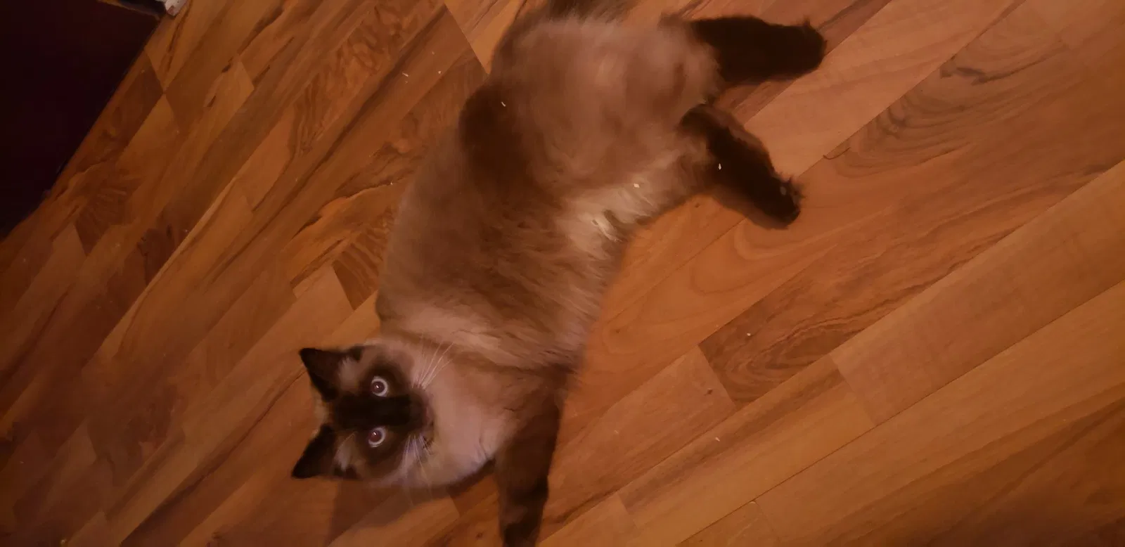 Lost cat in Lockport, IL, 60441