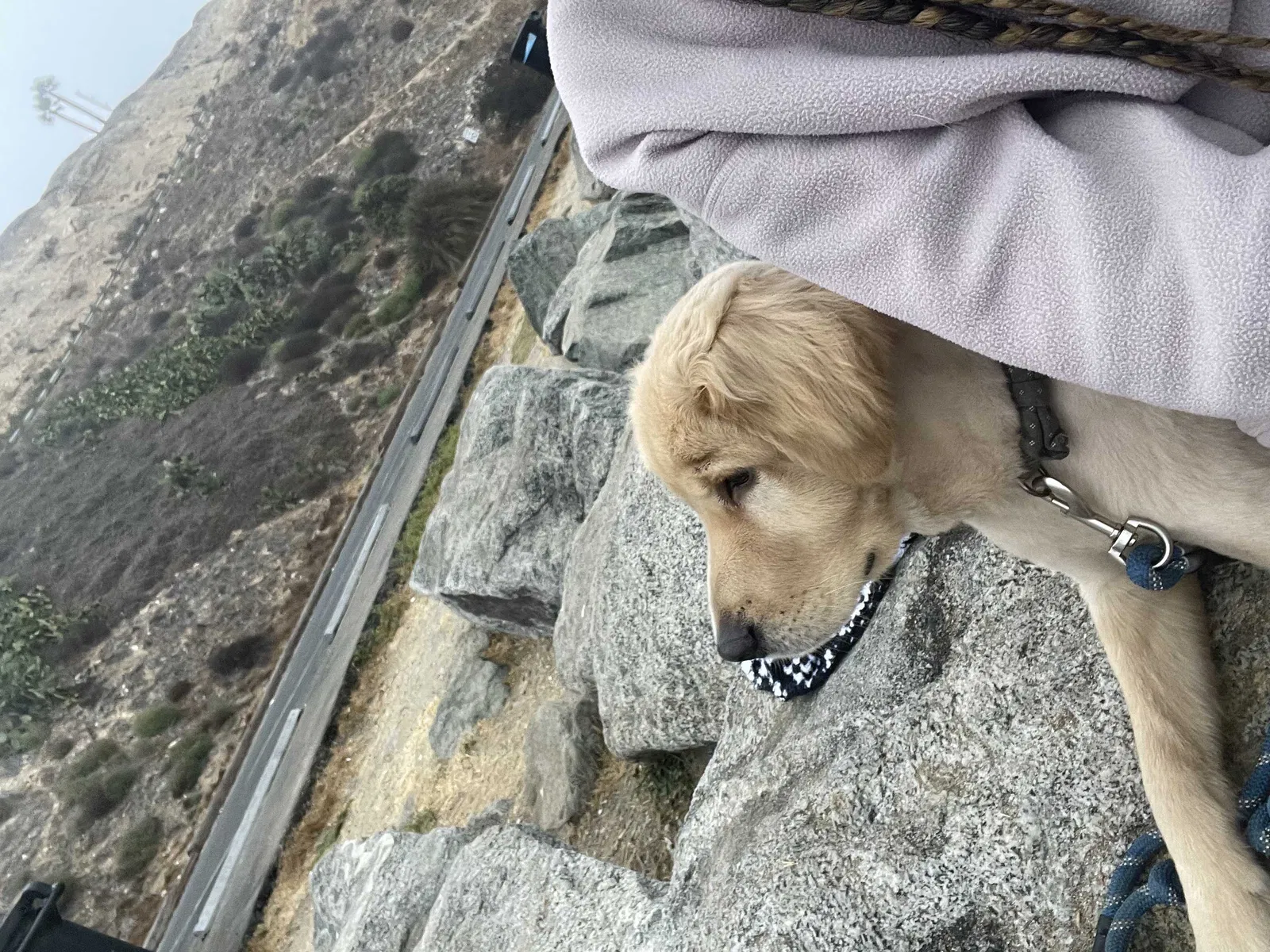 Lost dog in Redondo Beach, CA, 90277