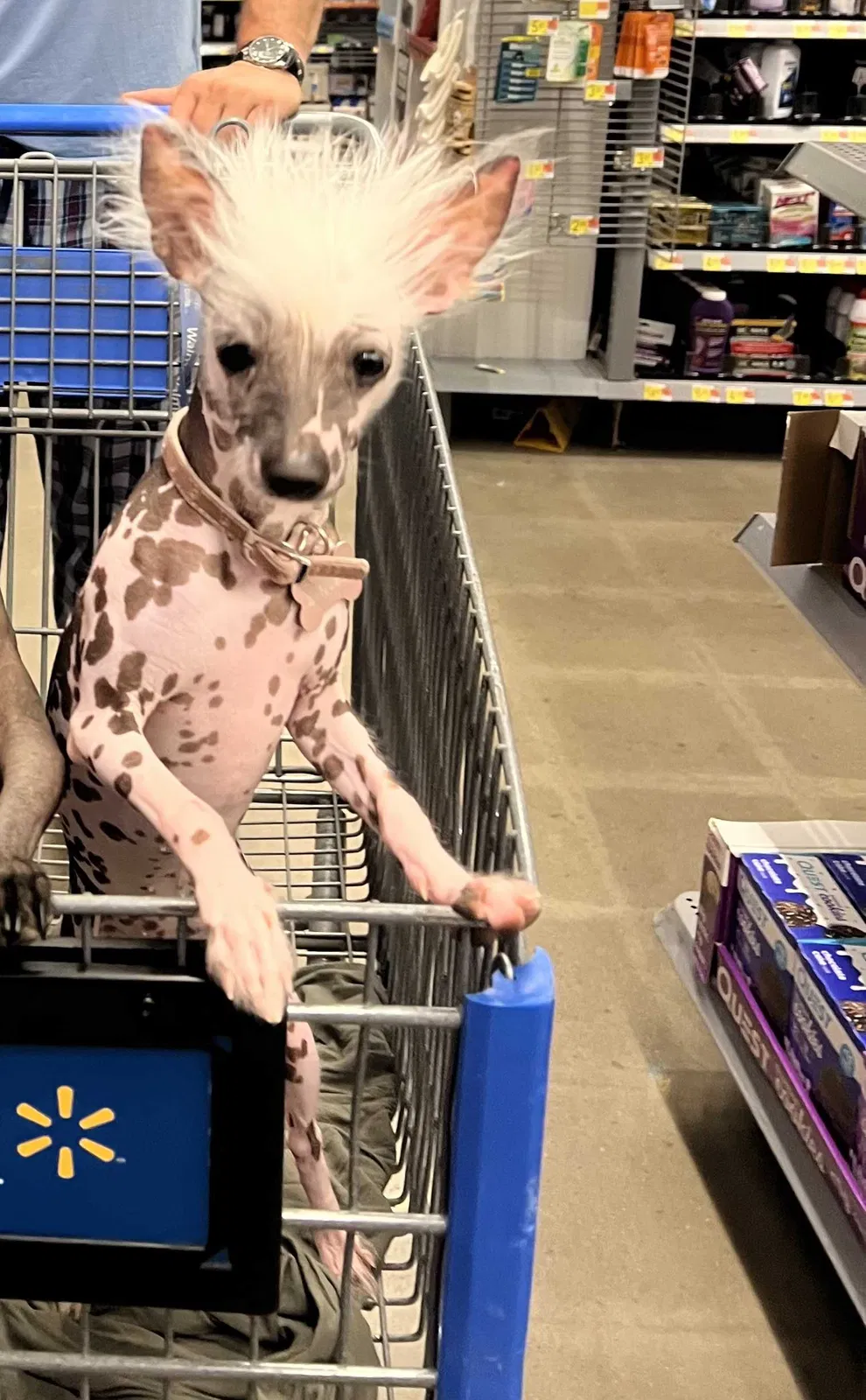 Lost dog in Oklahoma City, OK, 73119