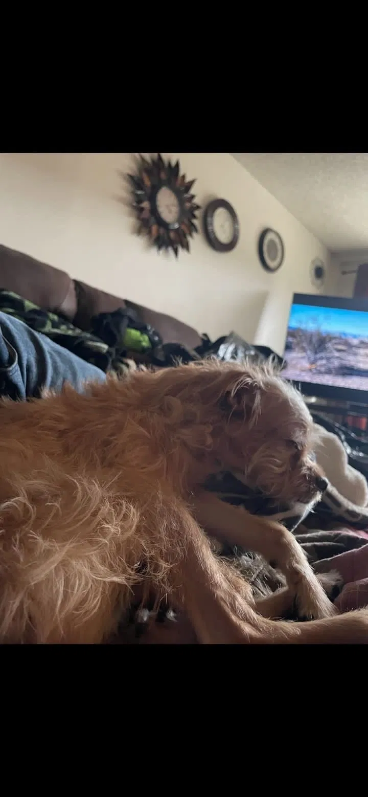 Lost dog in Anaheim, CA, 92801