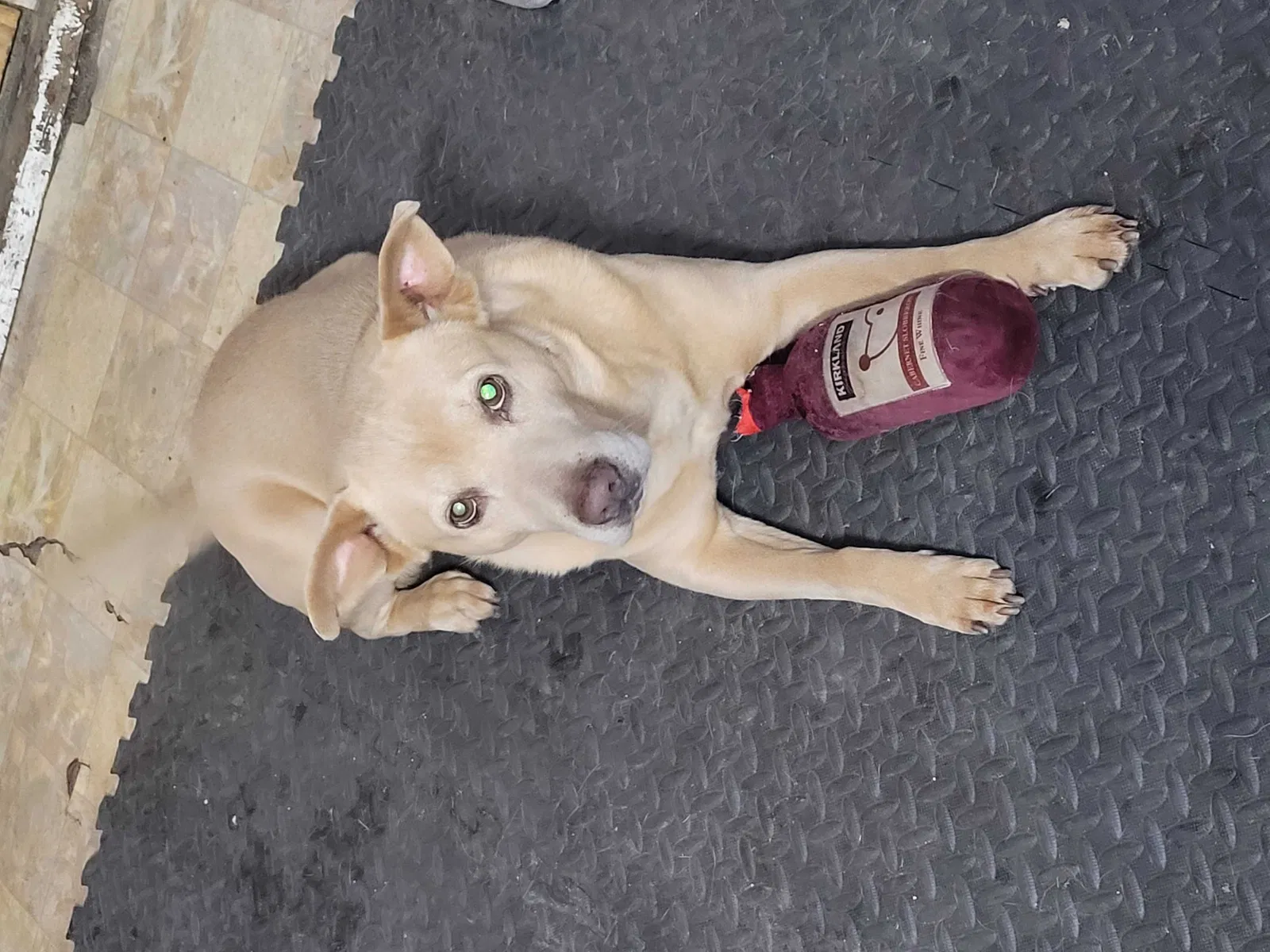 Lost dog in Chicago, IL, 60644