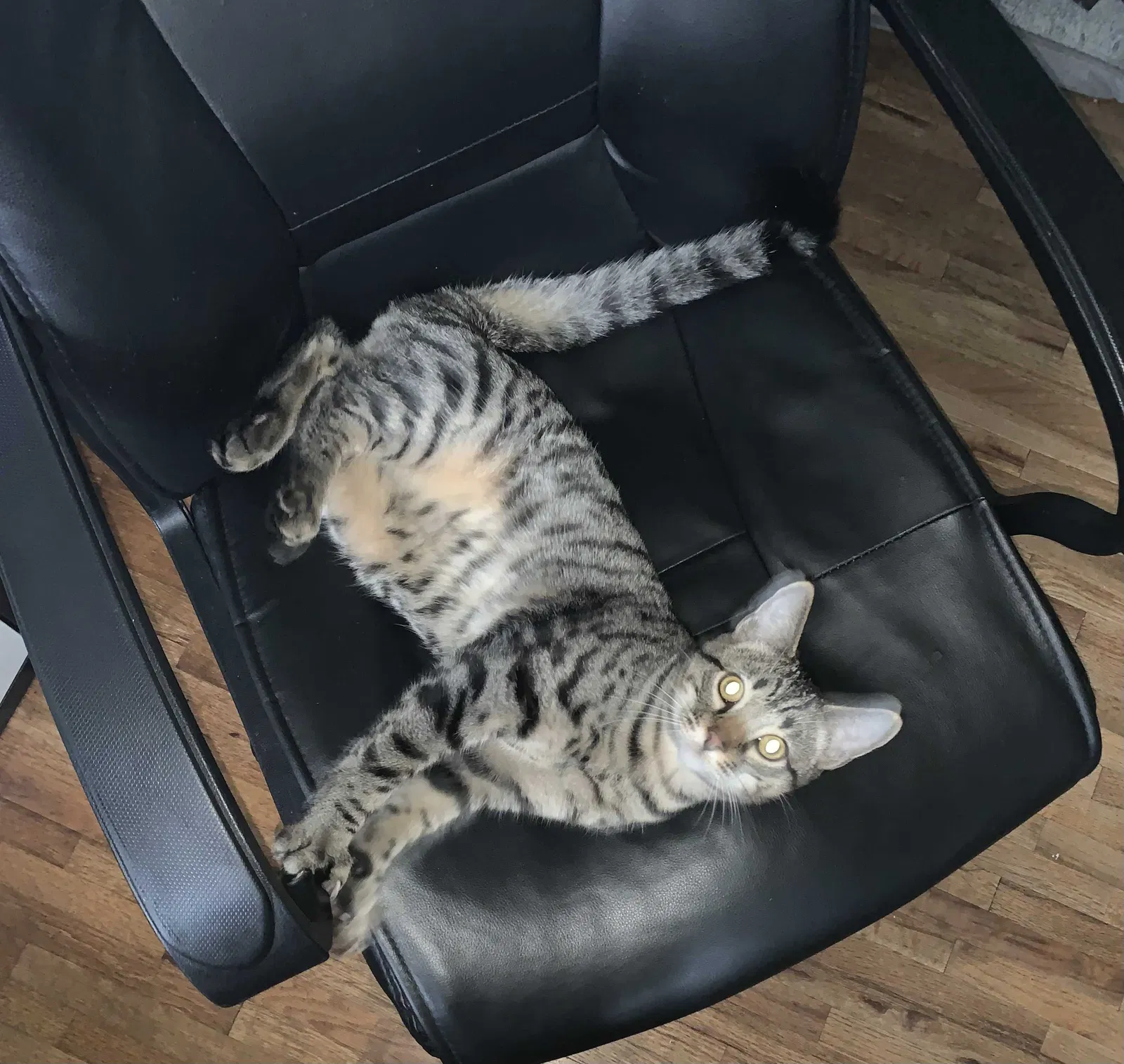 Lost cat in Lakewood, WA, 98498
