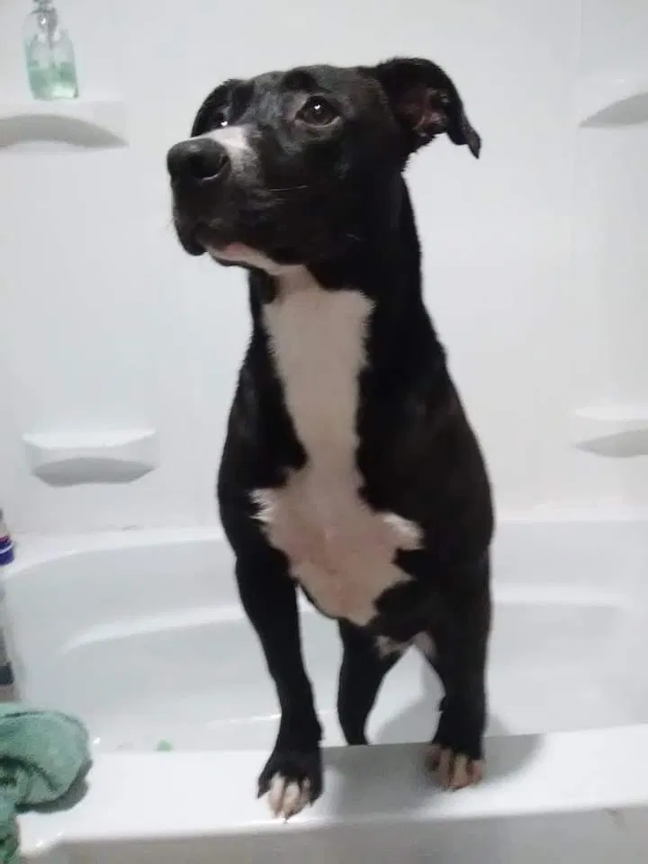 Lost dog in Loganville, GA, 30052