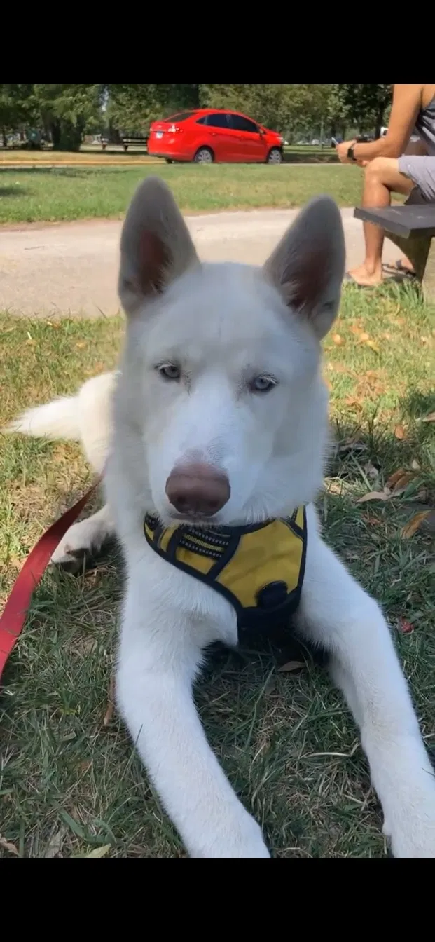 Lost dog in Chicago, IL, 60636
