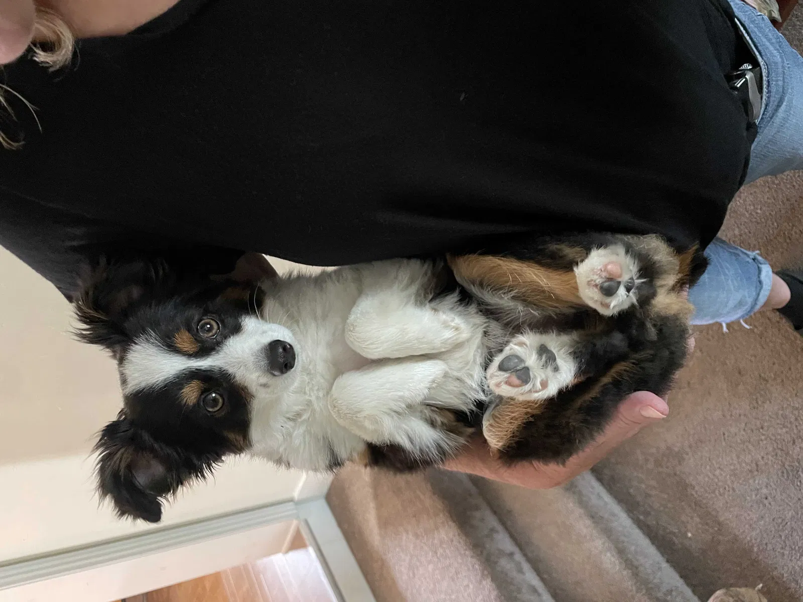 Lost dog in Provo, UT, 84606