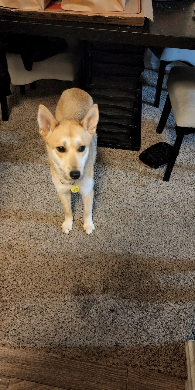 Lost dog in Dallas, TX, 75212