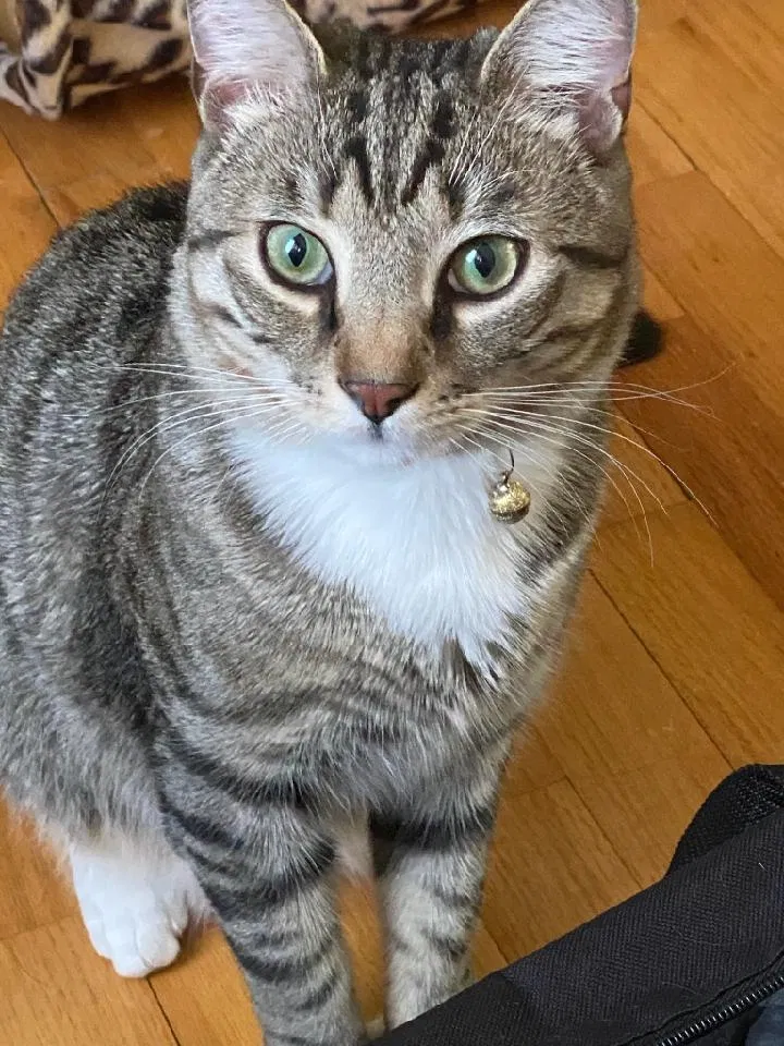 Lost cat in Bronx, NY, 10465