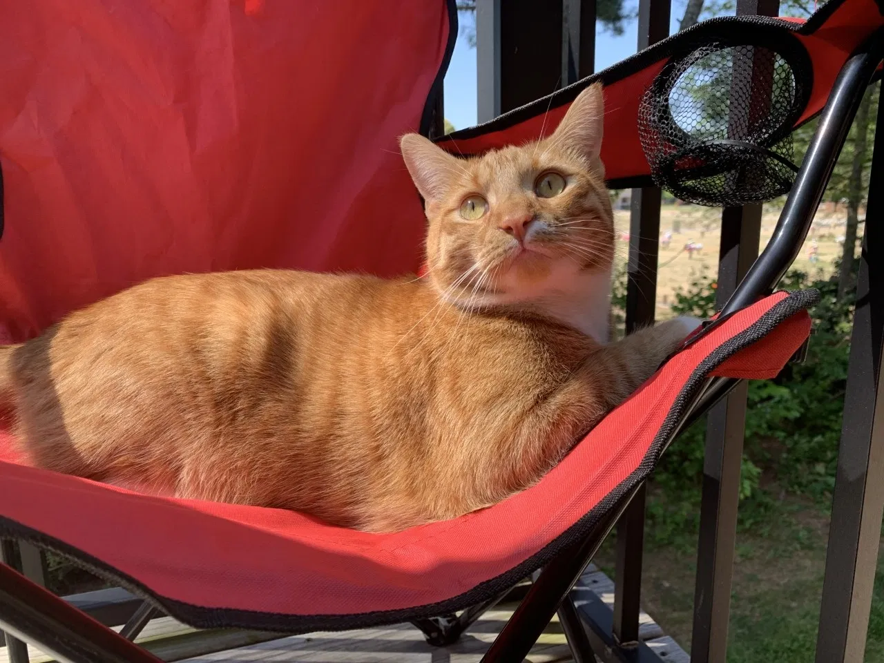 Lost cat in Kernersville, NC, 27284