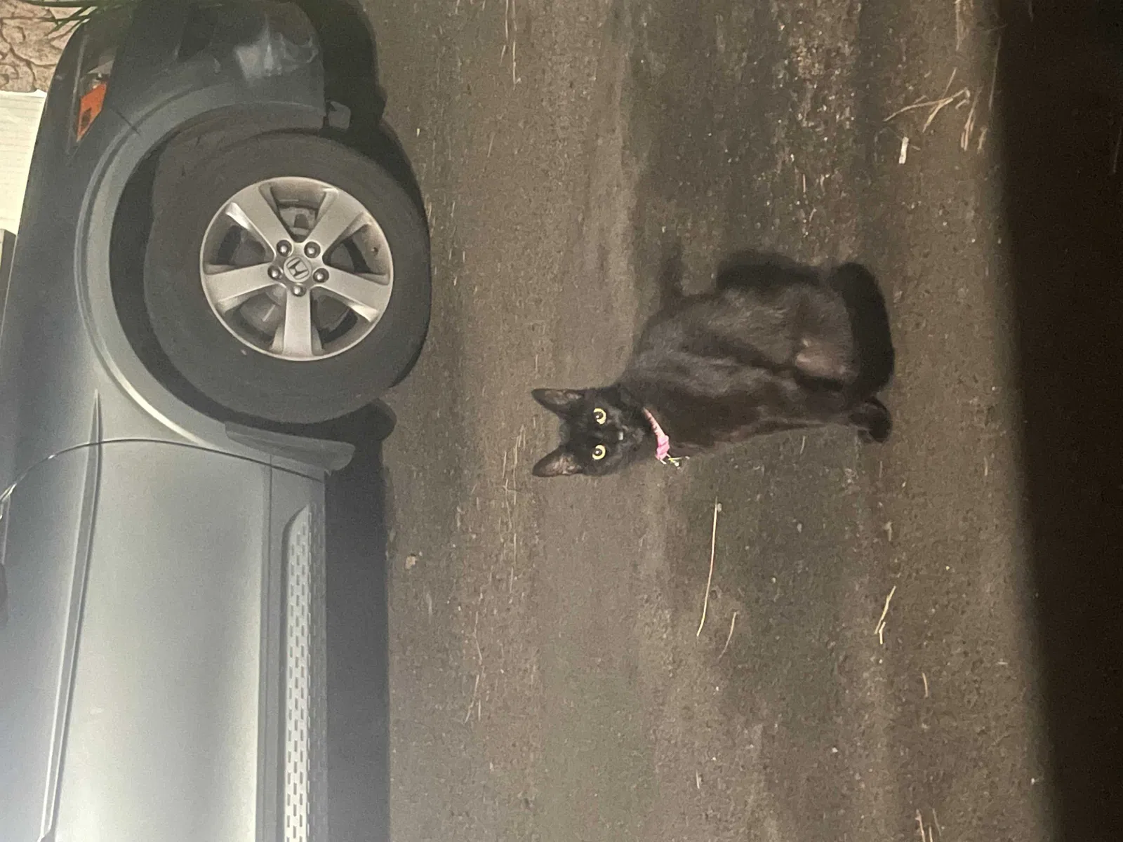 Lost cat in Portland, OR, 97216