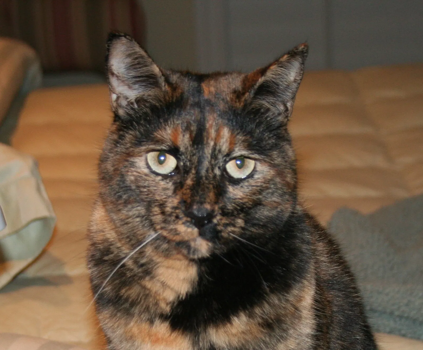 Lost cat in Lincoln, CA, 95648
