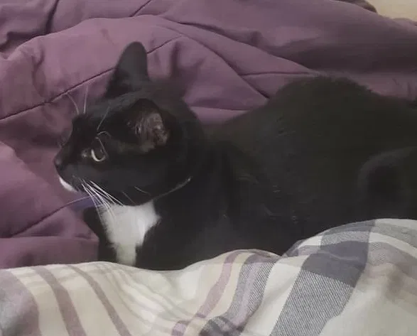 Lost cat in Saint Charles, MO, 63303