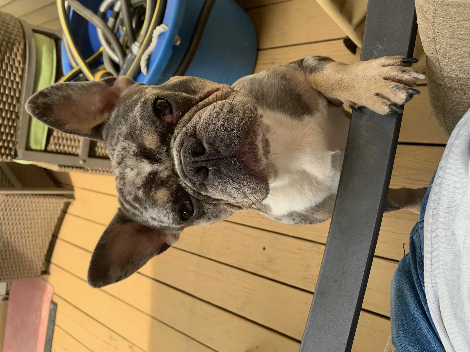 Lost dog in Tampa, FL, 33619