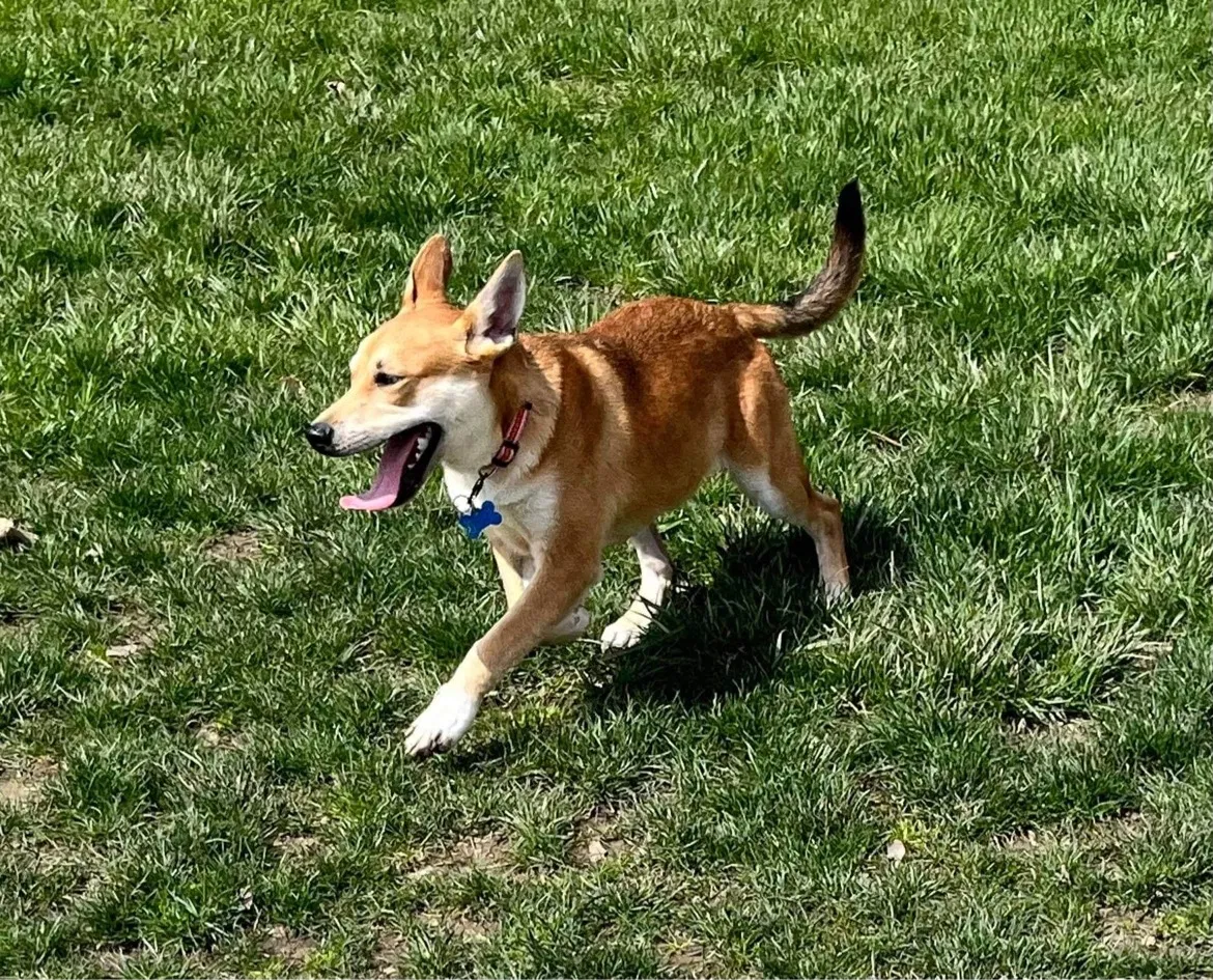 Lost dog in New Albany, OH, 43054