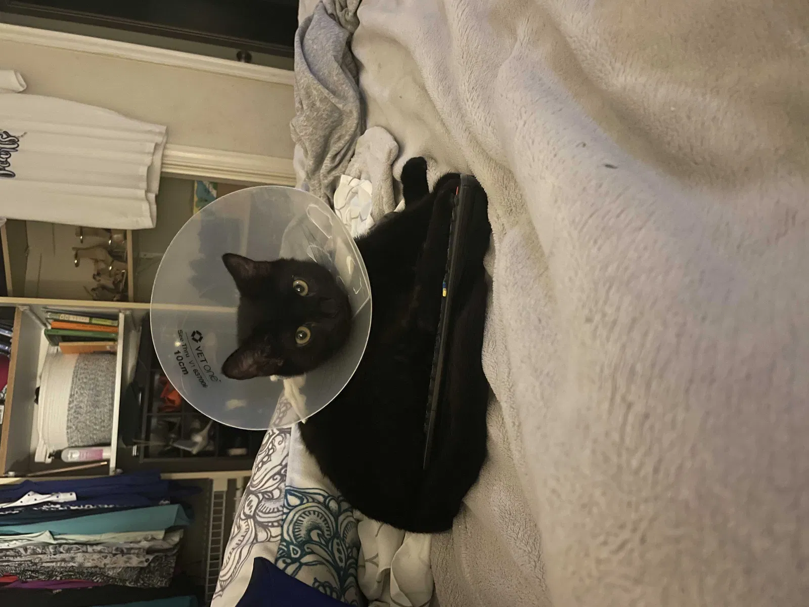 Lost cat in Austin, TX, 78761