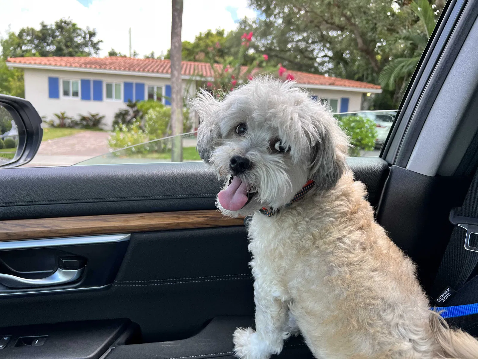 Lost dog in Miami, FL, 33147