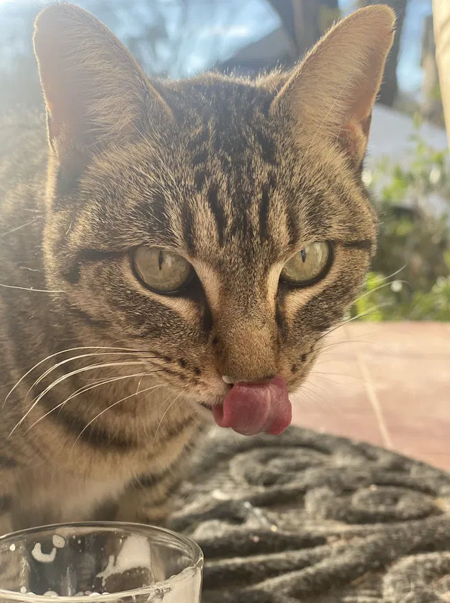 Lost cat in Dallas, TX, 75214