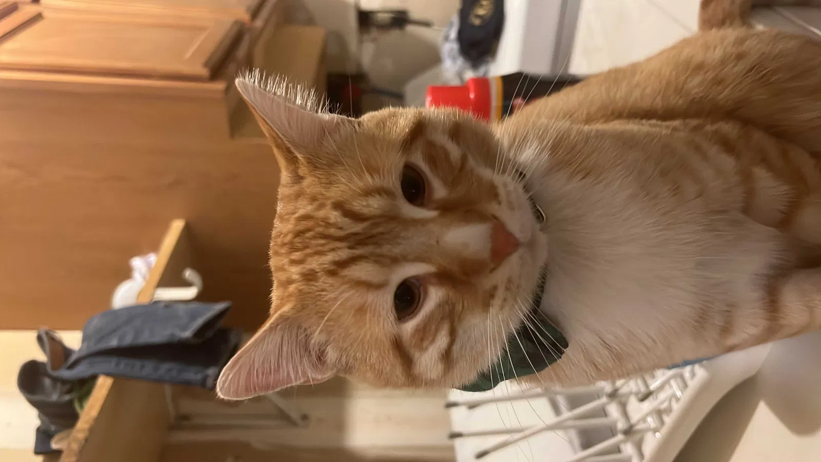 Lost cat in Denver, CO, 80239