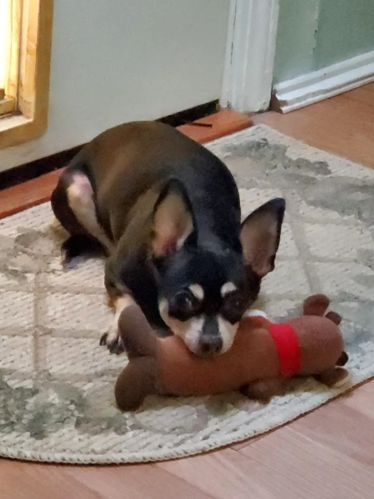 Lost dog in Indianapolis, IN, 46219