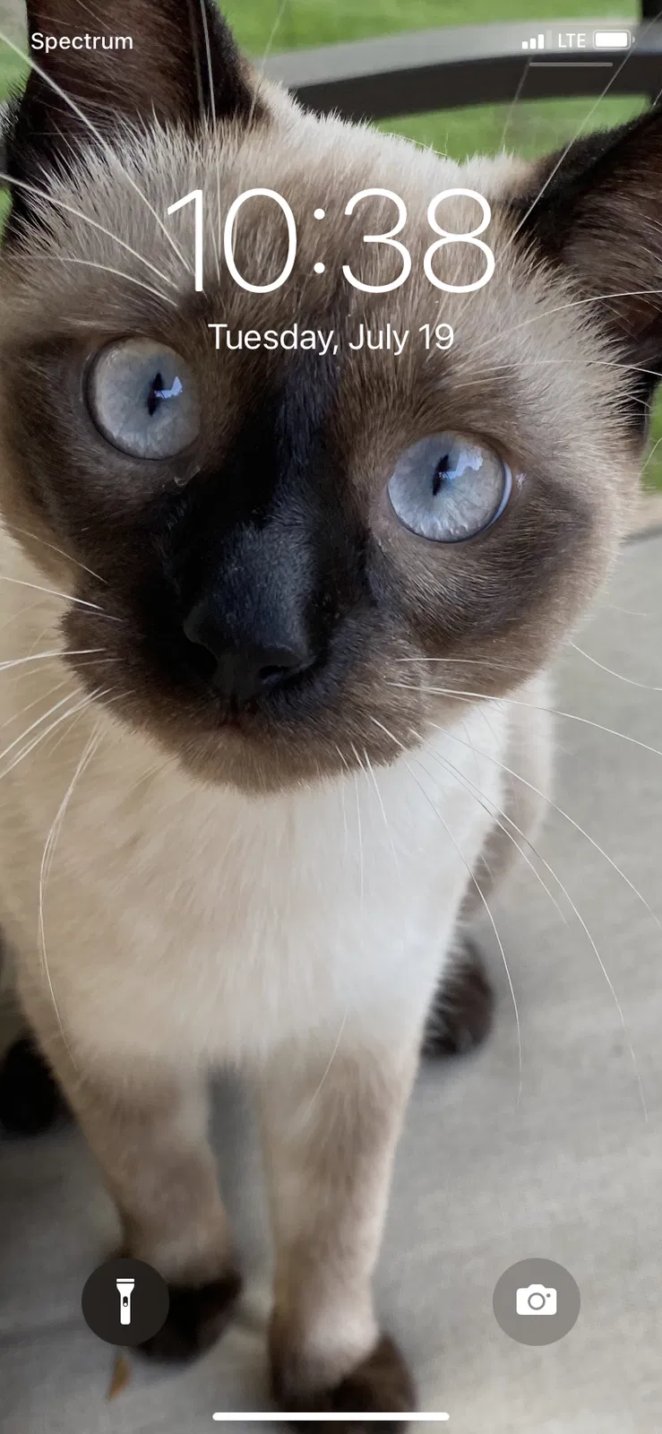 Lost cat in Conroe, TX, 77384