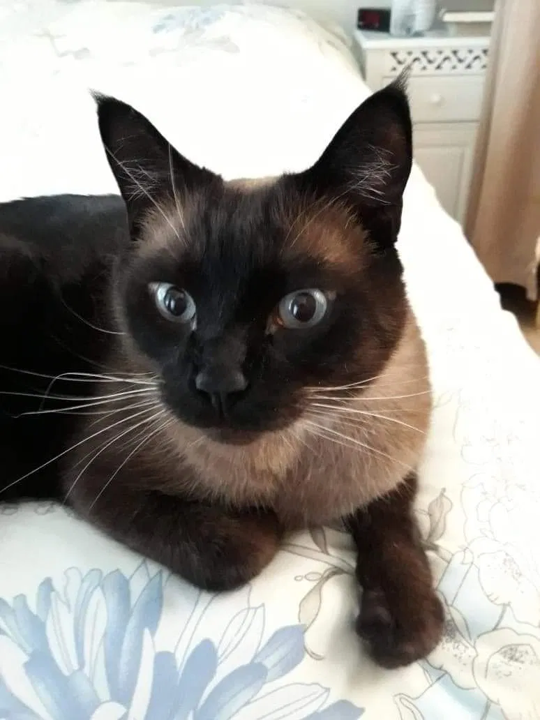 Lost cat in Kirkland, WA, 98034