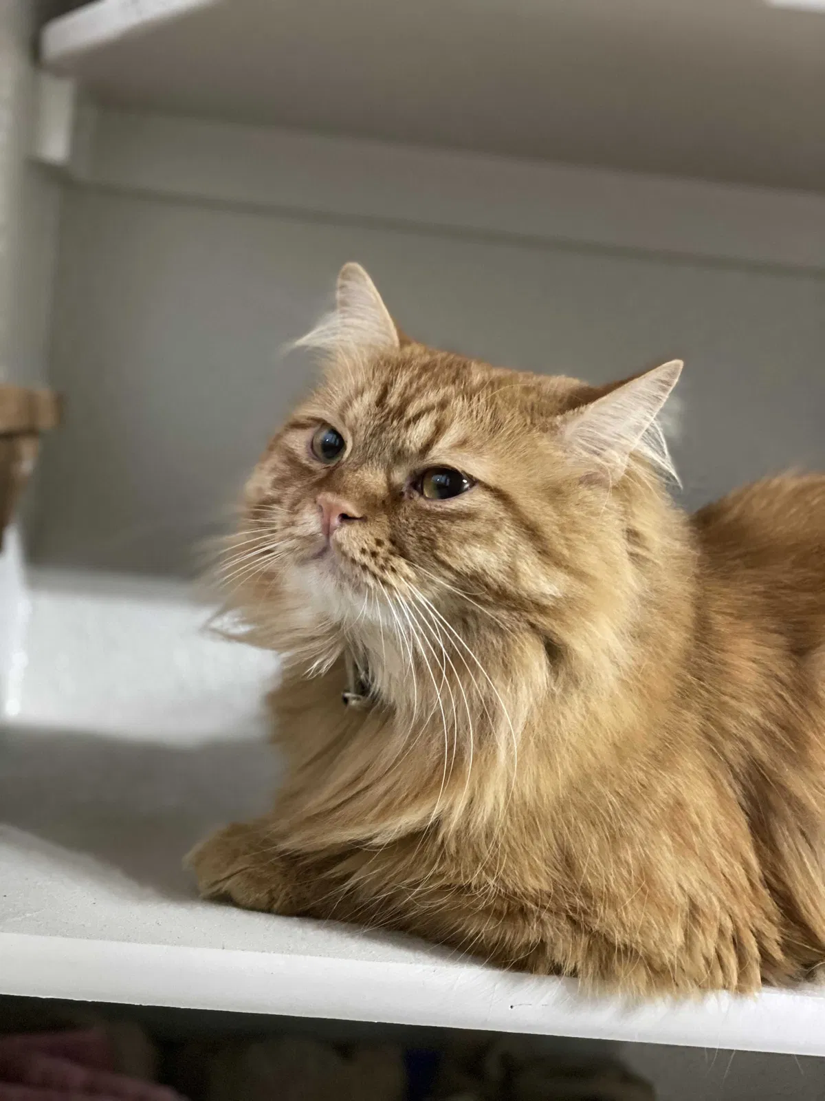 Lost cat in Boise, ID, 83713
