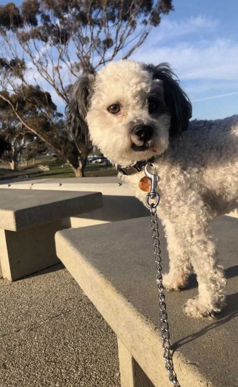 Lost dog in El Monte, CA, 91731