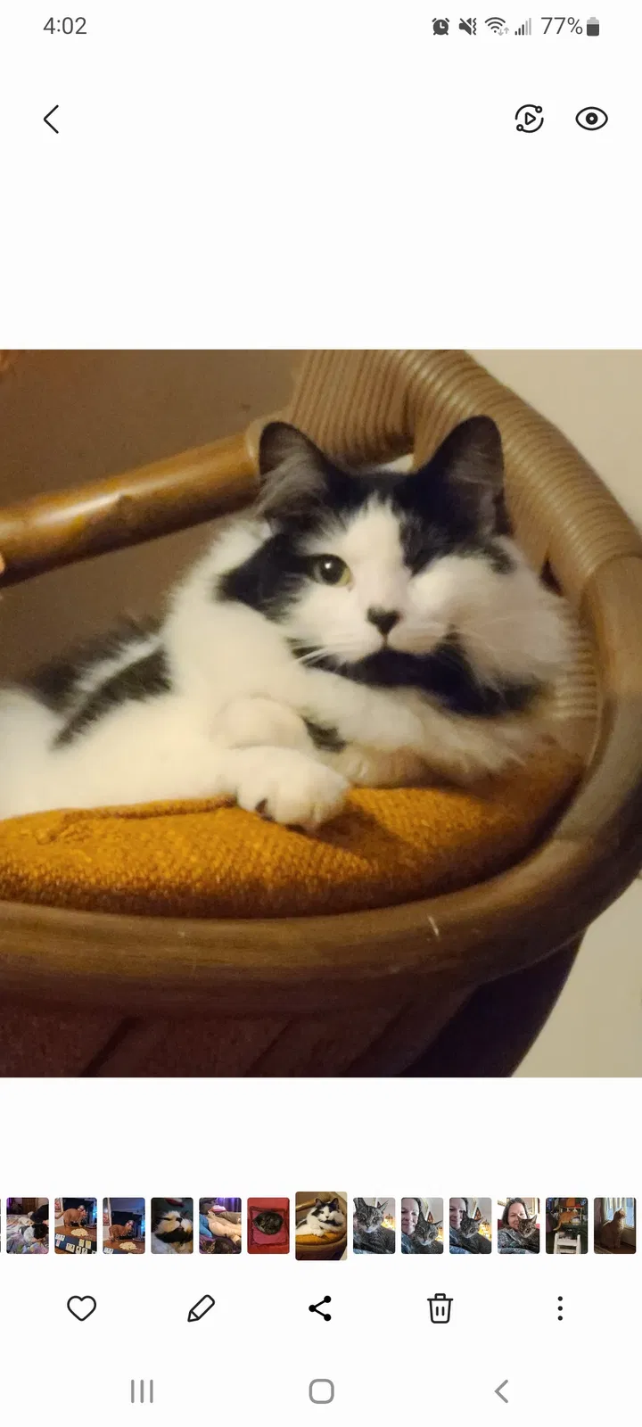 Lost cat in Elizabethtown, KY, 42701