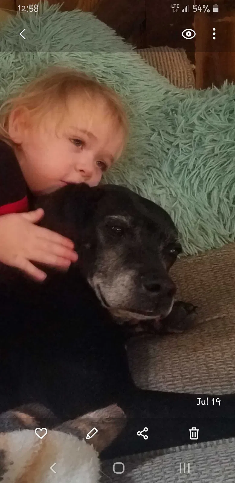 Lost dog in New Brighton, PA, 15066