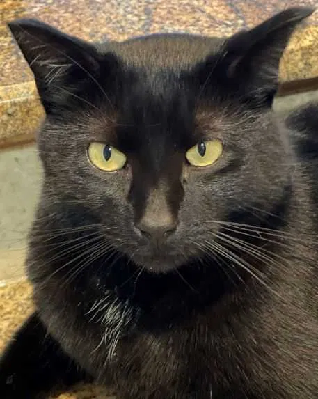 Lost cat in Prior Lake, MN, 55372