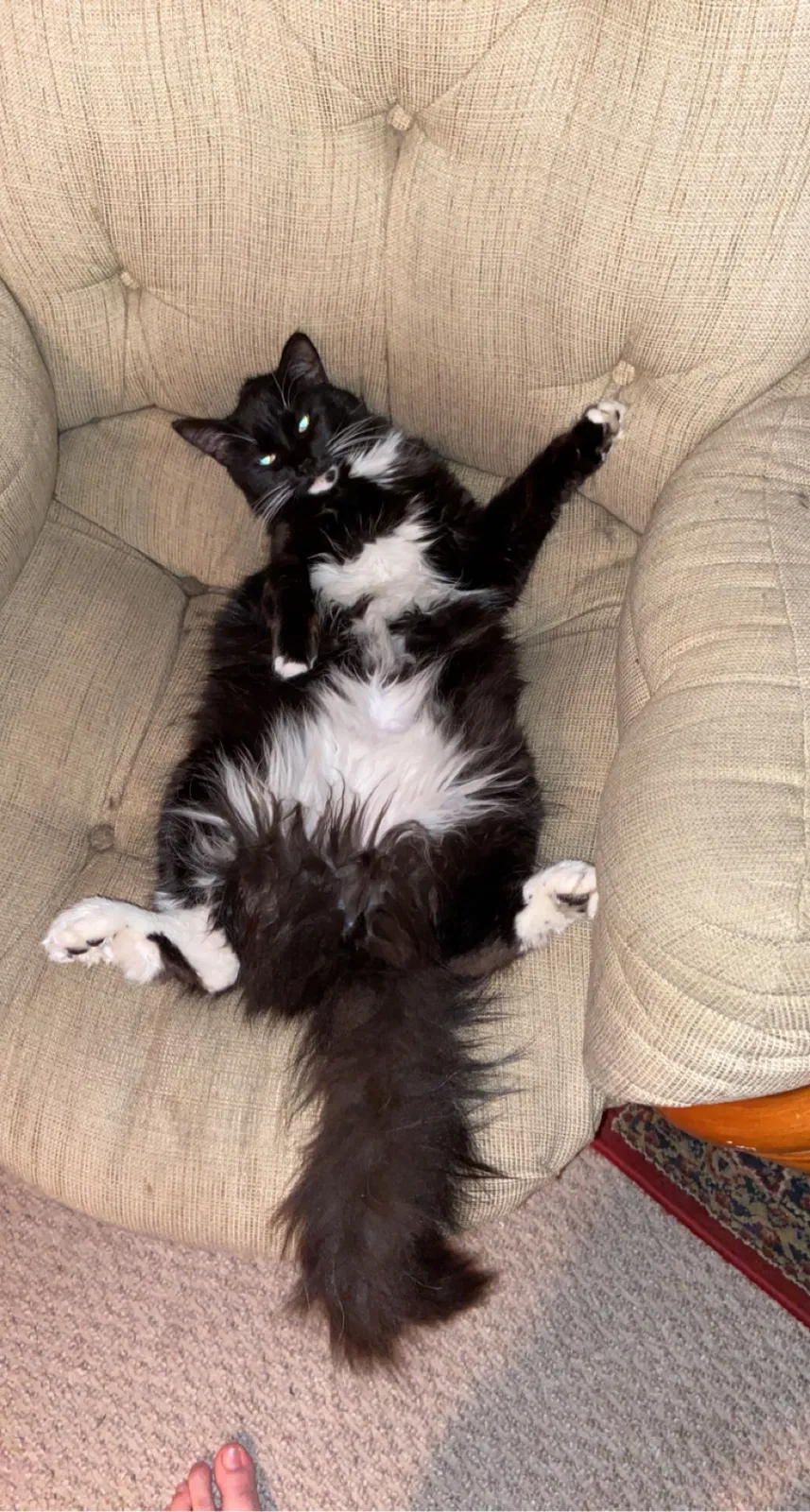 Lost cat in Chula Vista, CA, 91910