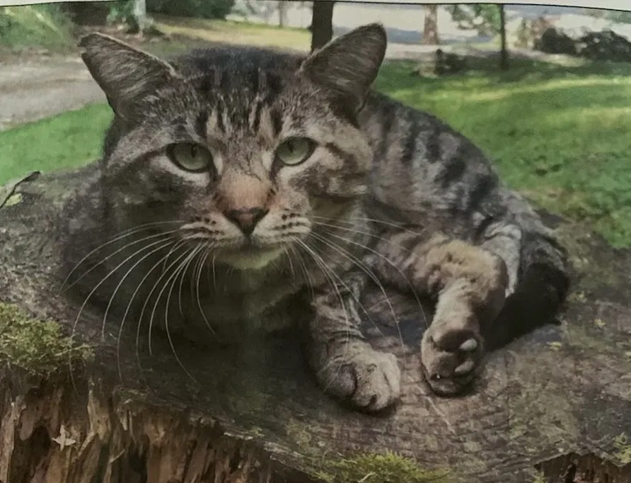 Lost cat in Gatlinburg, TN, 37738