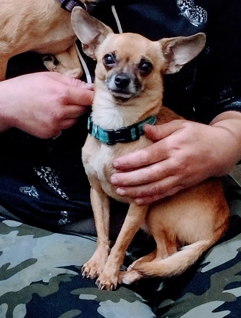 Lost dog in Loma Mar, CA, 94021