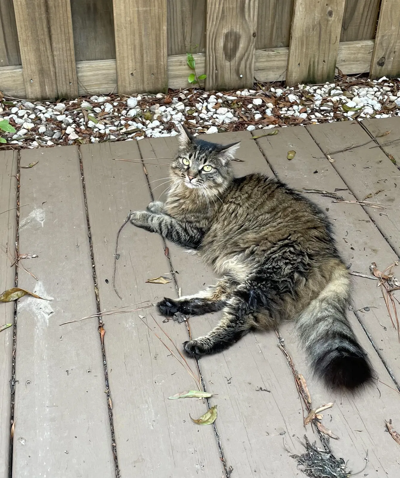 Lost cat in Charlotte, NC, 28277